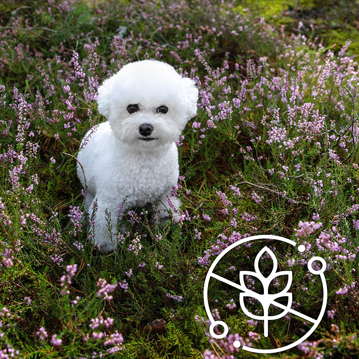 Nature's Protection Superior Pflege weiße Hunde Lamm Futter für erwachsene Hunde kleinen und Mini Rassen